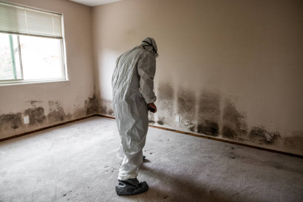 Gainesville, GA Mold Remediation Company